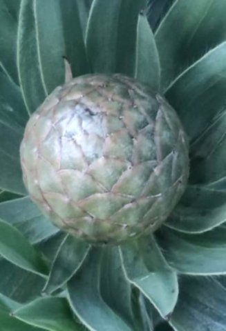 Leucadendron argenteum female cone